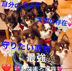【悲報】女さん、飼い犬6匹を同時に死なせてしまう・・・・・・・・・
