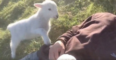 【動画】ヒツジさん、かまって欲しくてブチ切れ💢💢💢💢💢💢💢💢