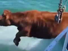 船べりから牛が次々に海へ飛び込み、頭だけ出して岸まで泳ぐ「まさか自分から跳ぶとは」【海外の反応】
