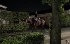 【競馬】フォーエバーヤング国内最終追い6ハロン81秒0－11秒0　一方ソヴリンティは後ろ脚に膿瘍発症