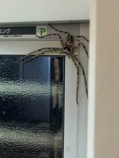 【画像】変な虫いたｗｗｗｗｗｗｗｗｗｗｗｗｗｗｗｗｗｗｗｗｗｗ