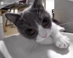【ネコ】時間通りに出さない自動給餌器にキレる猫ちゃんの動画（ノ∇`）