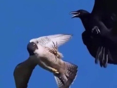飛びながら頭をかいていたハヤブサ、真後ろに張りついたカラスを涼しい顔でかわす【海外の反応】