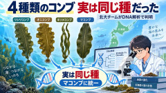 4種類のコンブ、実は同じ種だった　北大チームのDNA解析で判明