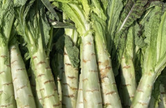 発がん物質漬け白菜が見つかった中国、今度は古い茎レタスを緑色の液体に浸し違法着色したとして業者6社が立件される