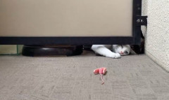 「ペット禁止なのに隣人が猫を5匹くらい飼い始めたらしい。可愛い」 → 3ヵ月後、とんでもないことになっていた・・・