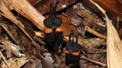 タイで新種の「悪魔の花」が発見される。光合成をせず菌類から栄養を奪う寄生植物