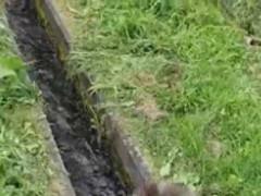 小さな水路に水が流れていた。ぴったり♪ → 臨時のダムはこちらです…