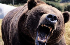 キノコ採りしていた男性（61）、山林内でクマに襲われる → 顔や全身に傷を負うも自力で下山 「5分ほど格闘した」