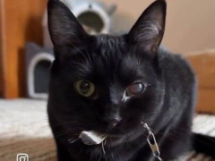 耳が聞こえない黒猫、飼い主を先導しては何度も振り返る「ついてきてる？」【海外の反応】