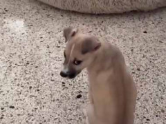 保護した子犬が我が家にやってきた。うちには大きな犬がいる → やがて２匹はこうなった…