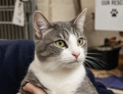 猫ガチ勢「ペットショップは悪！わたしは保護猫を引き取って育ててます！！」←これ・・・