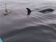 シャチのすぐ横で漁師がロープとブイを引き上げる映像、その経緯でコメントが割れる【海外の反応】