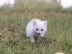 目の前に獲物が現れた。肉食獣が襲いかかる！ → 執拗な攻撃はこちらです…