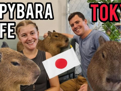 外国人「カピバラって魔法があるのかな」Chrisが東京のカピバラカフェを紹介してる