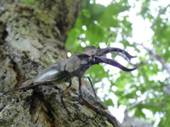 野生のミヤマクワガタを見たことないんだが