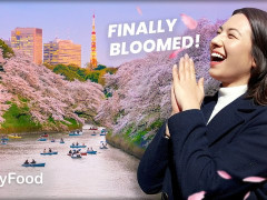 外国人「桜の季節は夢の時間」Japan by Foodが東京の桜スポットを紹介してる