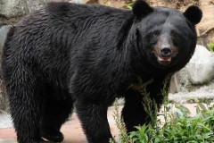 【衝撃】61歳公務員、クマと『大バトル』してしまう！！！！！！！