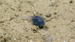 深海で発見された正体不明のとてつもなく小さくてかわいい「ちいかわ」な魚