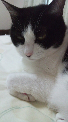 うちのは普段きゅるんきゅるんのかわいいお顔なのに  カメラ向けると・・・【再】
