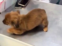 動物病院のツルツルの台の上でお尻を振り回して滑る子犬「ちびっこプリプリ尻」【海外の反応】