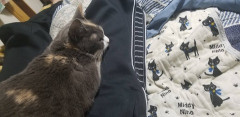 ペットの犬が病気になった。獣医「治療するなら２００万くらいかかるのを覚悟してください」嫁「はい！」俺「！？」俺の年収３００万・・・。無理だろうが。治る保証もないし。