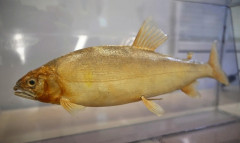 岐阜県、鮎を養殖して巨大化（100g→300g）する計画。塩焼きではなく『刺身で食べる鮎』を目指す