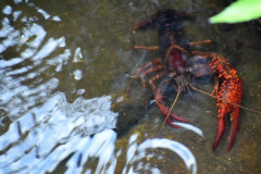 6歳の息子がザリガニ釣りに興味を持ったので、初めてのザリガニ釣りを体験させたよ。