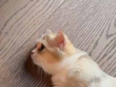 彼女が床で横になっているとルンバがやってきた。どうなるの？ → こうなります…