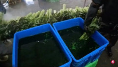 中国「ホルムアルデヒド白菜」事件に続き、「着色茎レタス」が発覚