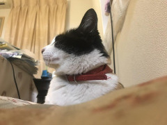 嫁「今月末が出産予定日だから不要不急の外出は控えて」俺「わかった」嫁「上司の送別会も行かないで」俺「！？」会社に行くのはいいのに、居酒屋に行くのはダメって矛盾してない？