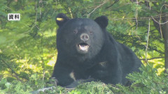 【長野・伊那市】「クマと5分ほど格闘した」キノコ採りの61歳男性　顔や全身に傷負い自力下山　クマは大型犬ほどの大きさ