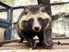 【画像】「タヌキ」とかいう、なぜか「キツネ」様と同格面してる獣wwww
