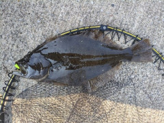 なんか魚釣れたんやが