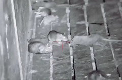 【閲覧注意・動画】暗視スコープ付きエアガンでネズミ狩り、FPSっぽくて楽しそう