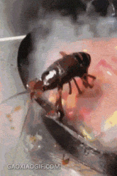 【GIF】カニ、絶体絶命