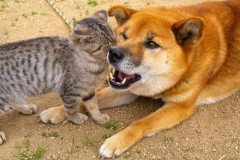 【悲報】独身おっさんだが犬と一緒に暮らしたい。