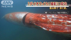 ダイオウイカマジで怖い