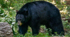 【悲報】熊の撃退方法完全版が出回ってしまう