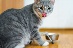 猫を飼ってる女「結婚したいな～」←これ