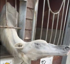 すんごい首の角度でにんじんくれくれするお馬さん