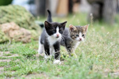 【壮絶すぎ】隣人の『野良ネコ餌やり』で家族がノイローゼに→私「やめて!」隣人「猫かわいそう!人でなし!!」保健所に連絡→すると怒った隣人がうちの犬になんと…警察を呼んだ結果