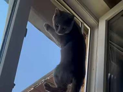 網戸にしていたら猫がよじ登りだした。ああ、また穴があいちゃうよｗ → こうなった…
