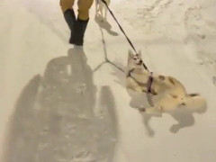雪道を仰向けで引きずられていくそり犬のハスキー「直すところなんて無い、これがハスキーだ」【海外の反応】