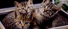 いま単頭飼いなんだけど、やはり複頭飼いのほうが、双方幸せなんだろうか･･･。【再】