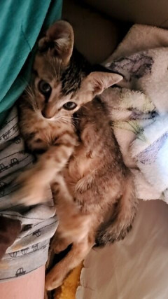 ２歳半の娘が毎日赤ちゃんを蹴ったり鼻と口をふさいだりするので夜中に家の外に出したらギャン泣き。顔には旦那に殴られた時のアザ。通報されたかも・・・。娘は実家に預けようかな。
