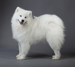 【悲報】大型犬って10万円で買える？