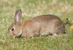 【困惑】お前らウサギの肉って食ったことあるか？
