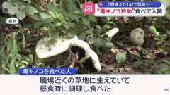 「職場近くの草地に生えていて、昼食時に調理し食べた」毒キノコ炒め食べて救急搬送