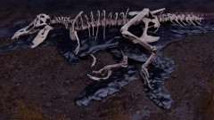 史上最大のティラノサウルス、骨折が治る過程でできた血管網を立体化。死因は謎のまま